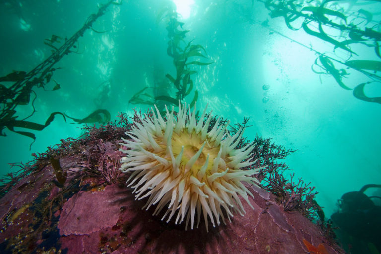 Kelp Forest in Monterey Bay National Marine Sanctuary. Photo by Chad King/NOAA.