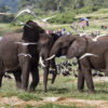 African elephants in Queen Elizabeth National Park, Uganda. Photo credit: Gregoire Dubois