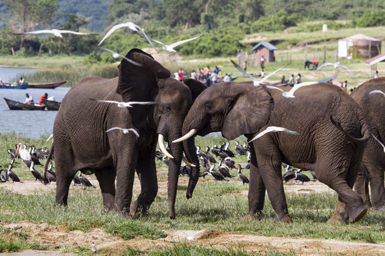 African elephants in Queen Elizabeth National Park, Uganda. Photo credit: Gregoire Dubois