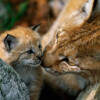 Eurasian lynx mother and cub.