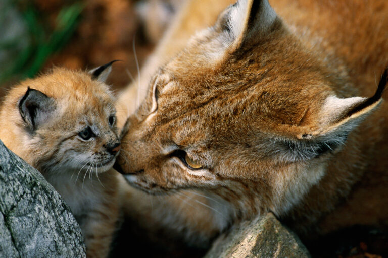 Eurasian lynx mother and cub.