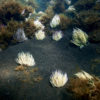 Macroalgae and sea anemones.