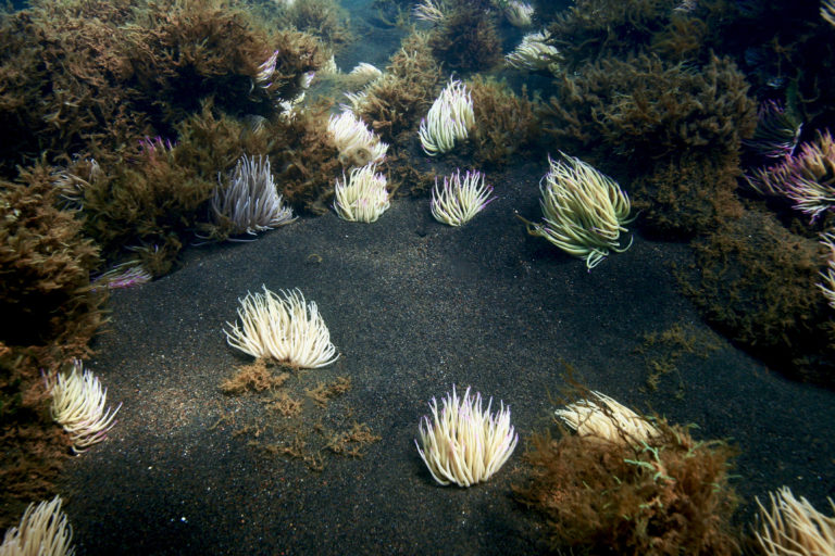 Macroalgae and sea anemones.