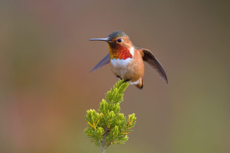 A male Allen's hummingbird (Selasphorus sasin).