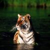Nepal nearly tripled its tiger population in 12 years.