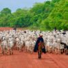 Cattle drive in Mato Grosso. Photo credit: Justiniano