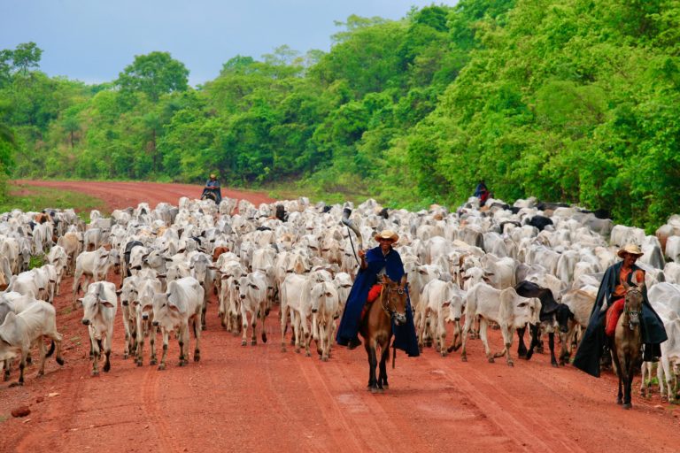 Cattle drive in Mato Grosso. Photo credit: Justiniano
