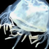 The recently described box jellyfish