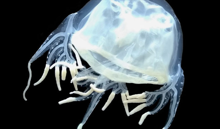 The recently described box jellyfish