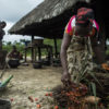 A woman harvests palm fruit in a village near Equatorial Palm Oil's former concession in Grand Bassa, Liberia. Image courtesy of the Open Government Partnership via Flickr, Attribution 2.0 Generic (CC BY 2.0).