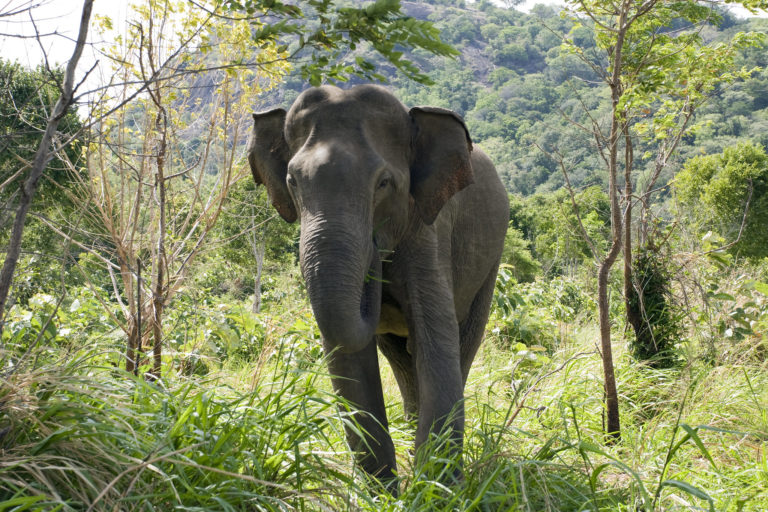 Elephant