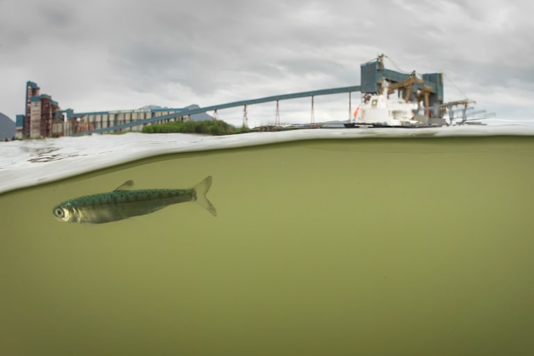 Juvenile Salmon in Estuary. Image by Travish Campbell via Flickr (CC BY 2.0).