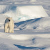 A polar bear surveys its icy Arctic surroundings.