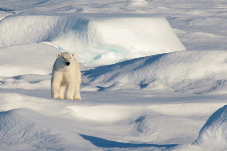 A polar bear surveys its icy Arctic surroundings.