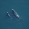 North Atlantic right whale mother and calf.