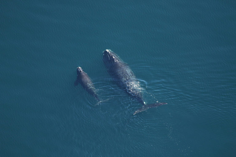 North Atlantic right whale mother and calf.