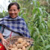Indigenous woman potato
