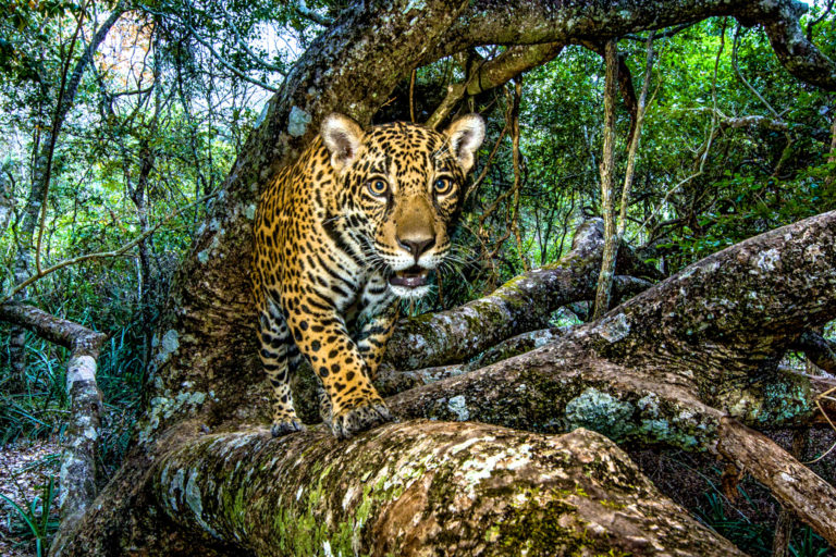 A young jaguar.