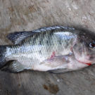 A fresh tilapia from Lake Toba, where the fish are raised by small farmers and large companies, for local consumption and for export to countries like the U.S. Photo by Drriss & Marrionn/Flickr