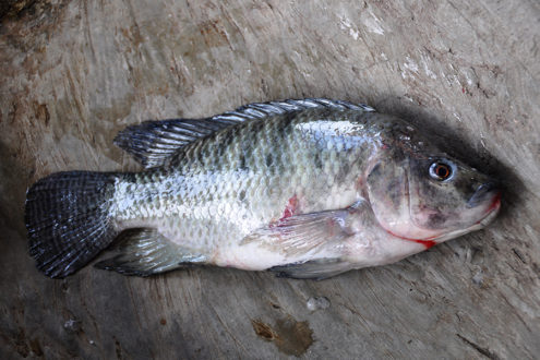 A fresh tilapia from Lake Toba, where the fish are raised by small farmers and large companies, for local consumption and for export to countries like the U.S. Photo by Drriss & Marrionn/Flickr