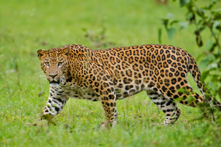 A leopard.