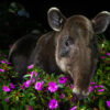 A Baird's tapir walking at night through her natural habitat.