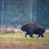 A European bison running.