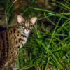 Leopard Cat.