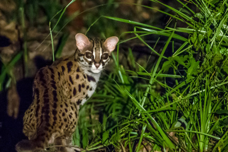 Leopard Cat.