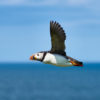 A puffin flying.