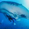 A researcher takes an ultrasound reading from a whale shark.