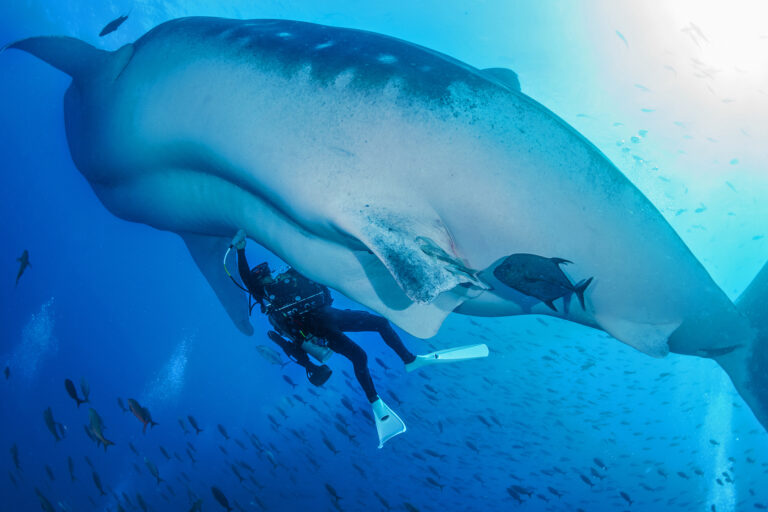 A researcher takes an ultrasound reading from a whale shark.