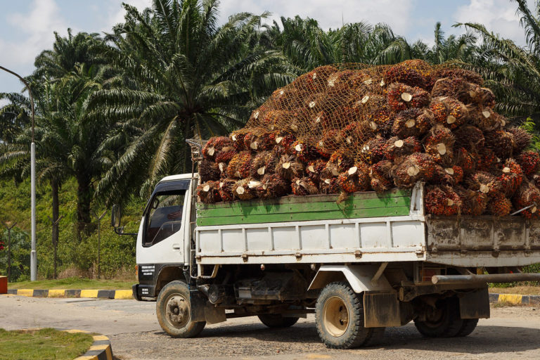 A truck with Oilpalm fruits is entering Fajar Harapan Palm Oil Mill.
