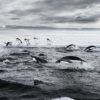 Adelie penguins hunting the Southern Ocean. Image courtesy of John Weller.