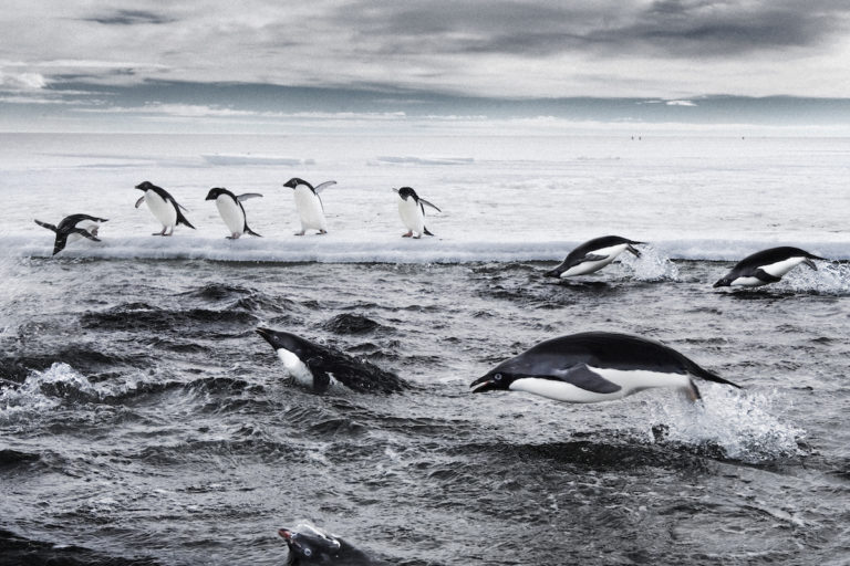 Adelie penguins hunting the Southern Ocean. Image courtesy of John Weller.