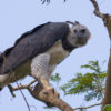 Adult harpy eagle image courtesy of Tom Ambrose.