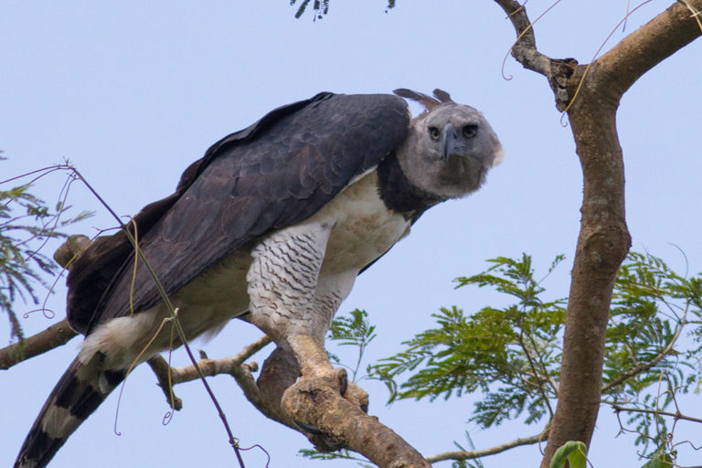 Adult harpy eagle image courtesy of Tom Ambrose.