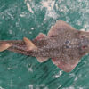 An African wedgefish (Rhynchobatus luebberti) landed by artisanal fishermen and sold in Songolo (Critically Endangered, IUCN Red List). Credit: Godefroy De Bruyne