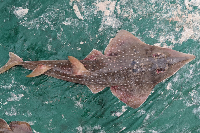 An African wedgefish (Rhynchobatus luebberti) landed by artisanal fishermen and sold in Songolo (Critically Endangered, IUCN Red List). Credit: Godefroy De Bruyne