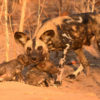 Wild dog. Photo credit: Niassa Carnivore Project NO RE-USE PERMITTED