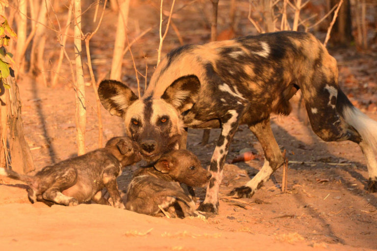 Wild dog. Photo credit: Niassa Carnivore Project NO RE-USE PERMITTED