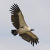African White-backed Vulture (Gyps africanus) in flight over the Masai Mara, Kenya. Photo credit: Lip Kee