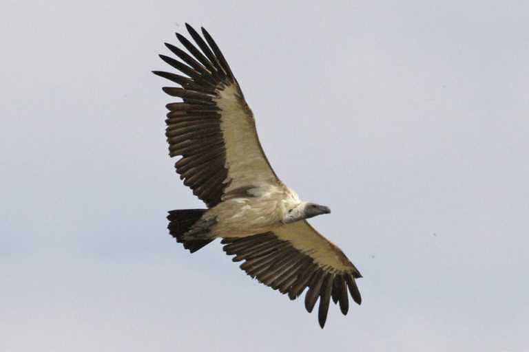 African White-backed Vulture (Gyps africanus) in flight over the Masai Mara, Kenya. Photo credit: Lip Kee