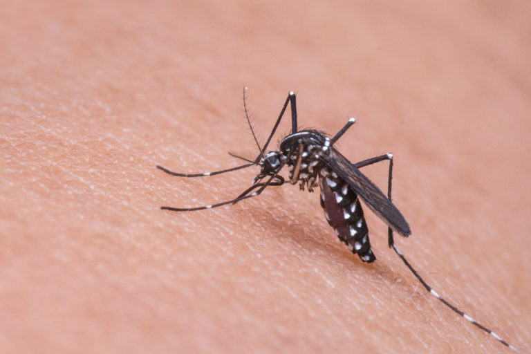 Aedes aegypti