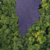 A blackwater oxbow lake in the Peruvian Amazon.