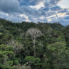 Forest in Peru.