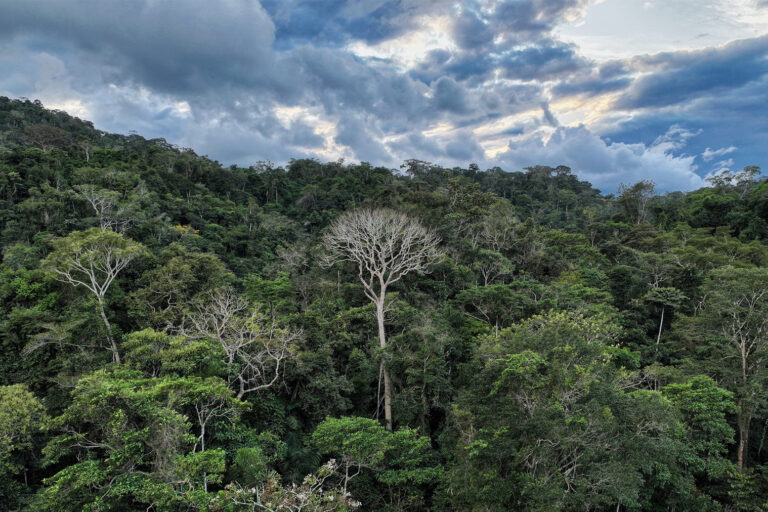 Forest in Peru.