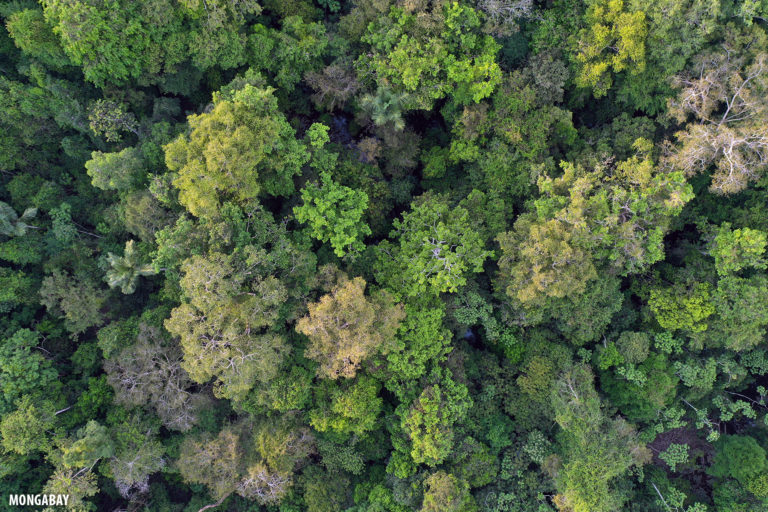 Amazon rainforest in Brazil