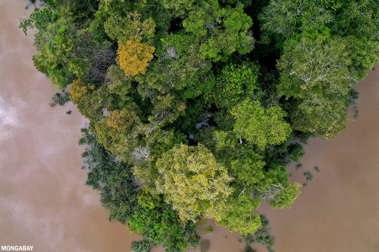 Amazon rainforest canopy. Photo credit: Rhett A. Butler / mongabay