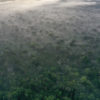 Mist rising from the Amazon rainforest at dawn. Photo by Rhett A. Butler for Mongabay.